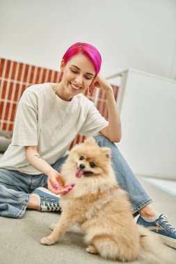 Neşeli köpek bakıcısı evcil hayvan otelinde yerde otururken şirin Pomeranya spitzlerini tedavi ediyor.