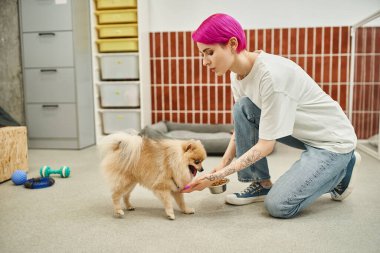Mor saçlı köpek bakıcısı köpek otelinde, yemek saatinde Pomeranian Spitz yakınlarında kuru yiyeceklerle dolu bir kâse tutuyor.