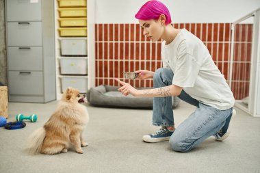 Dövmeli hayvan bakıcısı bir kase kuru yiyecekle İtaatkar Pomeranian Spitz 'e yemek vakti oturma emri veriyor.