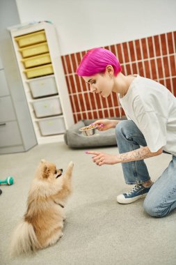 Evcil hayvan otelinde beslenme saati, mor saçlı hayvan bakıcısı bir kase kuru yemekle köpeğe oturma emri veriyor.