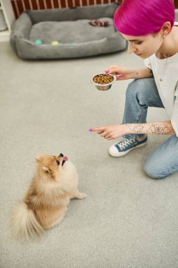 Dövmeli hayvan bakıcısı bir kase kuru yiyecekle Pomeranian Spitz 'e evcil hayvan otelinde oturma emri veriyor.