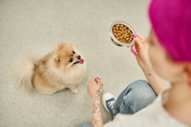 Pomeranya tükürüğünün yanında elinde bir kase köpek maması tutan bulanık kadın köpek bakıcısının yüksek açılı görüntüsü.