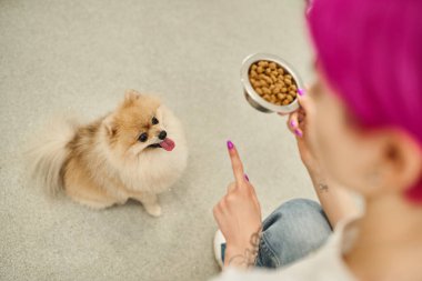 Pomeranian Spitz 'e oturma emri veren bir kase kuru yemekle evcil hayvan oteli işçisinin yüksek açılı görüntüsü