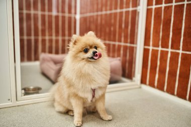 Şirin Pomeranian tükürüğü, evcil hayvan otelinde rahat bir köpek kulübesinde otururken dilini çıkartıyor.