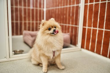 cute pomeranian spitz sticking out tongue while sitting in cozy kennel in welcoming pet hotel clipart