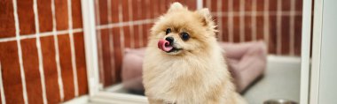 Modern evcil hayvan otelinde, bulanık, rahat bir köpek kulübesinin yanında dil çıkaran komik Pomeranya tükürüğü.