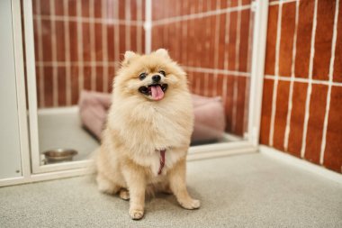 Modern evcil hayvan otelinde şirin Pomeranian Spitz rahat bir köpek kulübesinin yanında oturuyor ve dilini dışarı çıkarıyor.