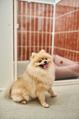 Sevimli Pomeranian Spitz evcil hayvan otelinde rahat bir köpek kulübesinin yanında oturuyor ve dilini dışarı çıkarıyor.