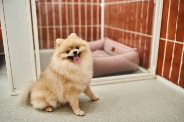 funny pomeranian spitz with tongue out sitting near cozy dog enclosure in pet hotel, comfort clipart