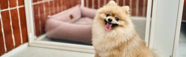 loveable pomeranian spitz with tongue out sitting near cozy dog kennel in pet hotel, banner clipart