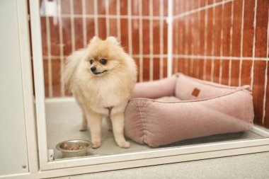 funny pomeranian spitz in cozy kennel near bowl of dry food in welcoming pet hotel, comfortable stay clipart