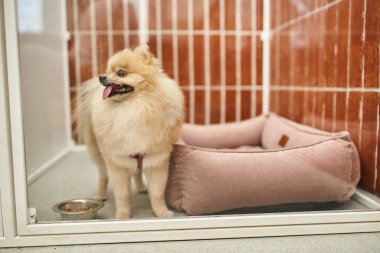 Kabarık Pomeranya tükürüğü, sıcak köpek kulübesinde kuru yiyecek ve yumuşak köpek yatağıyla kasenin yanında dil çıkarıyor.