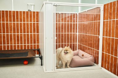 Sevimli Pomeranian Spitz evcil hayvan otelinde yumuşak köpek yatağı ve konaklama yeri olan köpek kulübesine bakıyor.