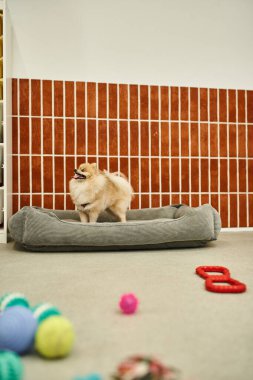 Yumuşak köpek yatağında duran pomeranya tükürüğü evcil hayvan otelinde oyuncakların yanında.