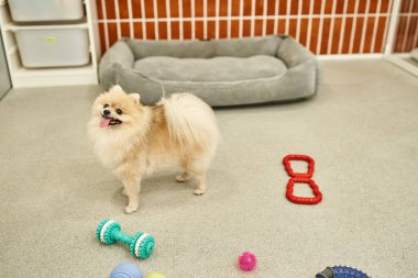 Yumuşak köpek yatağının ve evcil otelin rahat ortamında oyuncakların yanında duran neşeli Pomeranya tükürüğü.