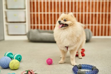 Modern evcil hayvan otelinde çeşitli oyuncakların yanında duran tüylü Pomeranian Spitz, köpek mutluluğu