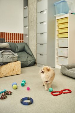Modern köpek otelinde farklı oyuncakların yanında duran neşeli Pomeranya tükürüğü.