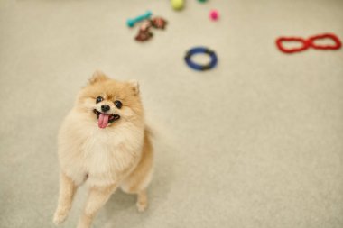 Çapkın Pomeranian Spitz arka pençelerinde duruyor ve evcil hayvan otelindeki oyuncakların yanındaki kameraya bakıyor.