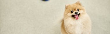 Komik ve neşeli Pomeranya tükürüğü dilini çıkarıp köpek otelindeki kameraya bakıyor.