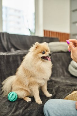 Köpek bakıcısının evcil hayvan otelindeki itaat dersi sırasında Pomeranya Spitz 'in yanında şeker tutarken çekilmiş görüntüsü.