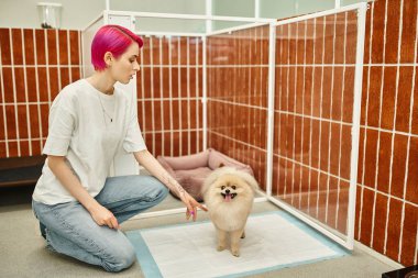 İtaatkar Pomeranian Spitz 'i evcil hayvan oteline işemeye alıştıran mor burunlu köpek bakıcısı.