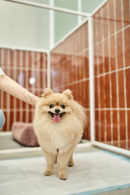 Dövmeli köpek bakıcısının, evcil oteldeki çiş yastığının üzerinde duran şirin Pomeranya salyangozunu okşaması.