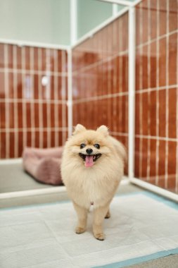 Hoş bir Pomeranian tükürüğü, evcil hayvan barınağında rahat bir barınağın yanında duruyor.