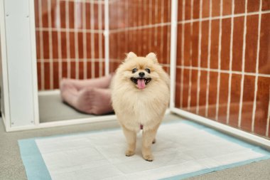 Sevimli Pomeranya tükürüğü evcil oteldeki rahat köpek kulübesinin yanında duruyor.