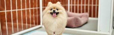 funny pomeranian spitz looking at camera near comfortable kennel in cozy pet hotel, banner clipart