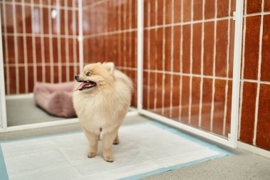 İtaatkar Pomeranian tükürüğü evcil oteldeki köpek barınağının yanındaki çiş yastığının üzerinde duruyor.