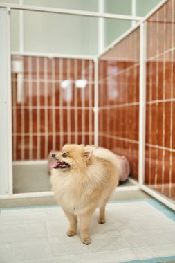 Sevimli Pomeranian Spitz evcil oteldeki köpek barınağının yanındaki çiş pedine bakıyor.