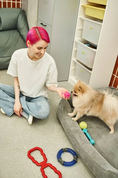 smiling dog caregiver holding toy while playing with fluffy pomeranian spitz in welcoming pet hotel