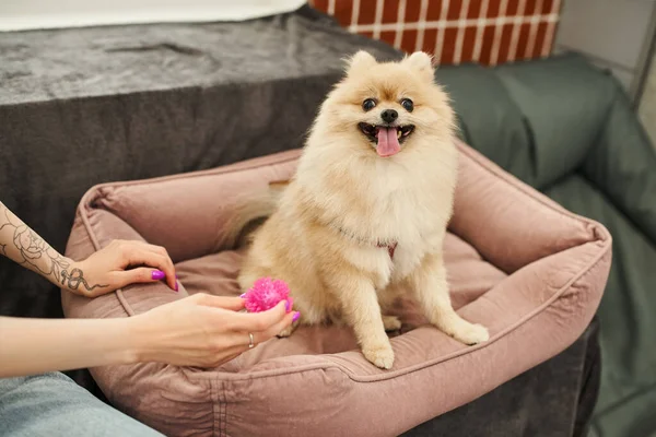 柔らかい犬のベッドに舌を突き出るルカニアのスピッツ近くのおもちゃを保持しているペットシッターのクロップビュー — ストック写真