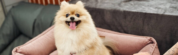 loveable pomeranian spitz sticking out tongue on soft dog bed in welcoming pet hotel, banner
