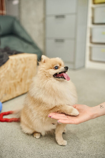 playful pomeranian spitz giving paw to cropped dog sitter during training class in cozy pet hotel