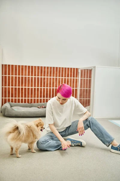 pet hotel worker with purple hair sitting on floor and showing lie down command to pomeranian spitz