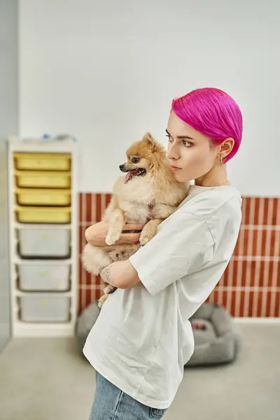 attentive female pet sitter with purple hair holding pomeranian spitz and looking away in dog hotel