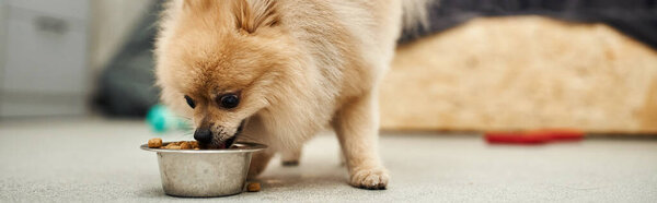 adorable pomeranian spitz eating nutritious dry food from bowl in welcoming pet hotel, banner