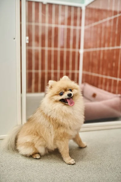 Loveable Pomeranian Spitz Sitting Comfortable Kennel Pet Hotel Sticking Out — Stock Photo, Image
