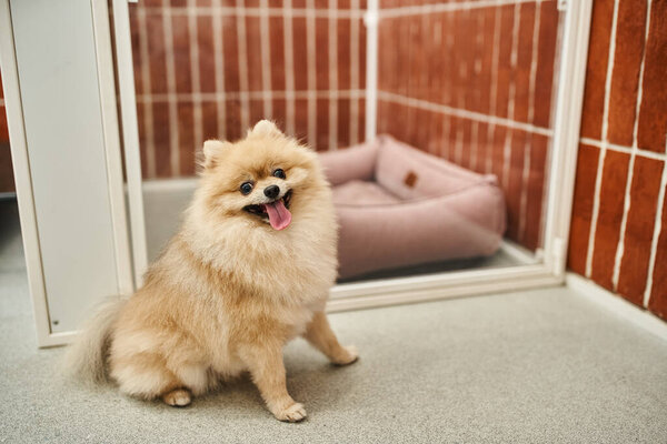funny pomeranian spitz with tongue out sitting near cozy dog enclosure in pet hotel, comfort