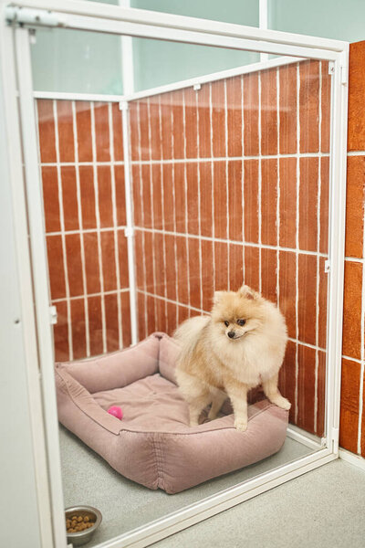 funny pomeranian spitz looking at bowl with dry food while sitting on soft dog bed in cozy kennel