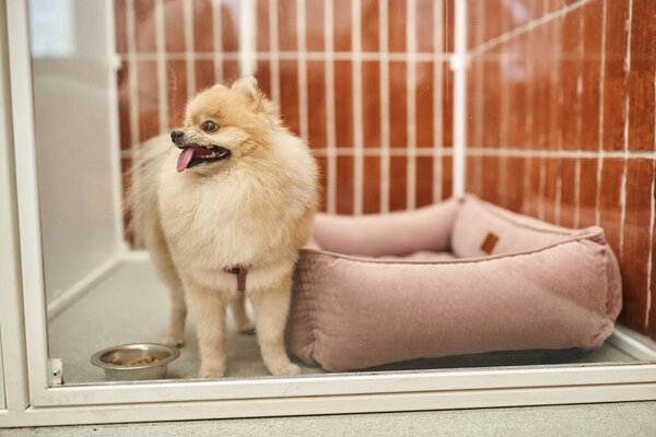 fluffy pomeranian spitz sticking out tongue near bowl with dry food and soft dog bed in cozy kennel