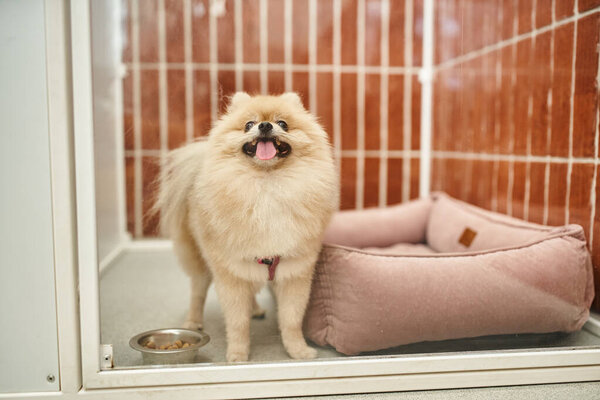 joyful pomeranian spitz sticking out tongue near bowl of kibbles and soft dog bed in cozy kennel