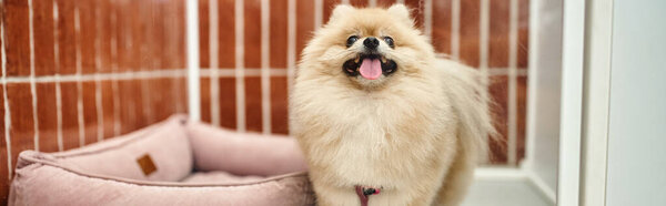 playful pomeranian spitz sticking out tongue in comfortable dog kennel near soft dog bed , banner