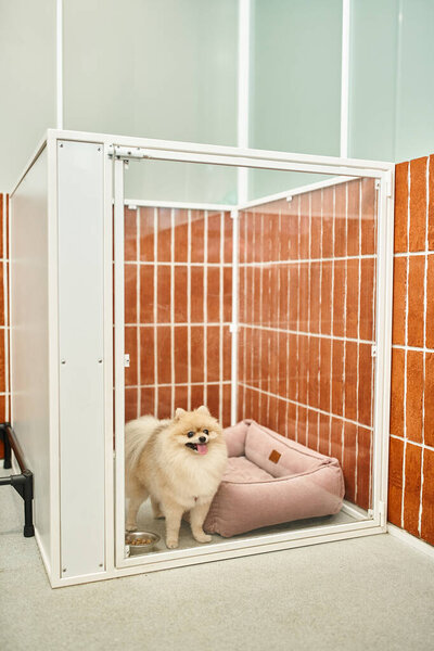 adorable pomeranian standing near soft dog bed and bowl with kibbles in comfortable kennel