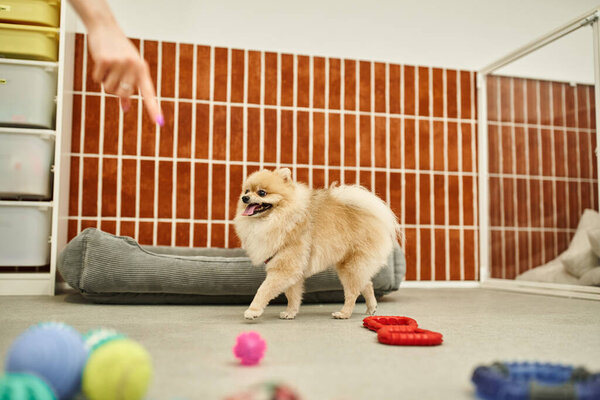 cropped view of dog sitter pointing at toys near funny pomeranian spitz in pet hotel, doggy playtime