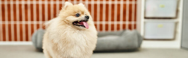 fluffy pomeranian spitz sticking out tongue in modern pet hotel, comfortable accommodation, banner