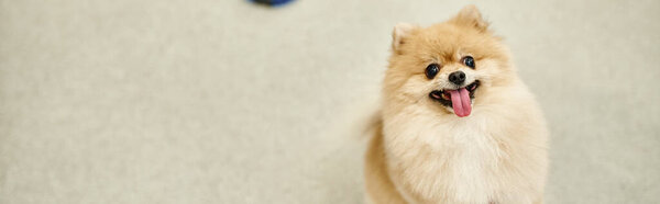 funny and joyful pomeranian spitz sticking out tongue and looking at camera in dog hotel, banner