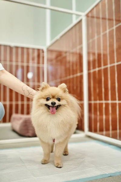 cropped view of tattooed dog sitter stroking cute pomeranian spitz standing on pee pad in pet hotel