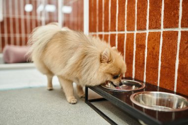 Pomeranya tükürüğü evcil hayvan otelinin rahat barınağının yanındaki kase standından su içiyor, köpek dostu bir kavram.